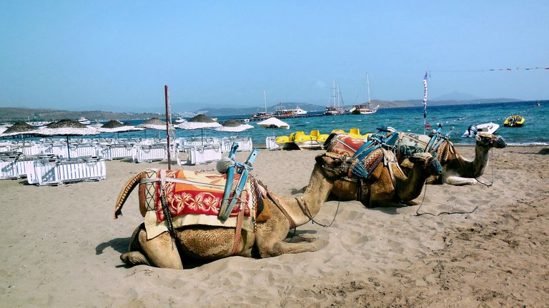 Camel Beach (Kargı) in Muğla (Bodrum), Turkey