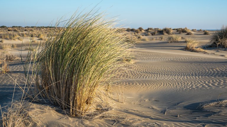 Espiguette Beach (Camargue) in Occitanie (Le Grau-du-Roi), France