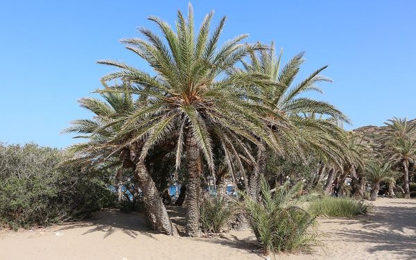 Vai Beach in Palekastro, East Crete, Greece