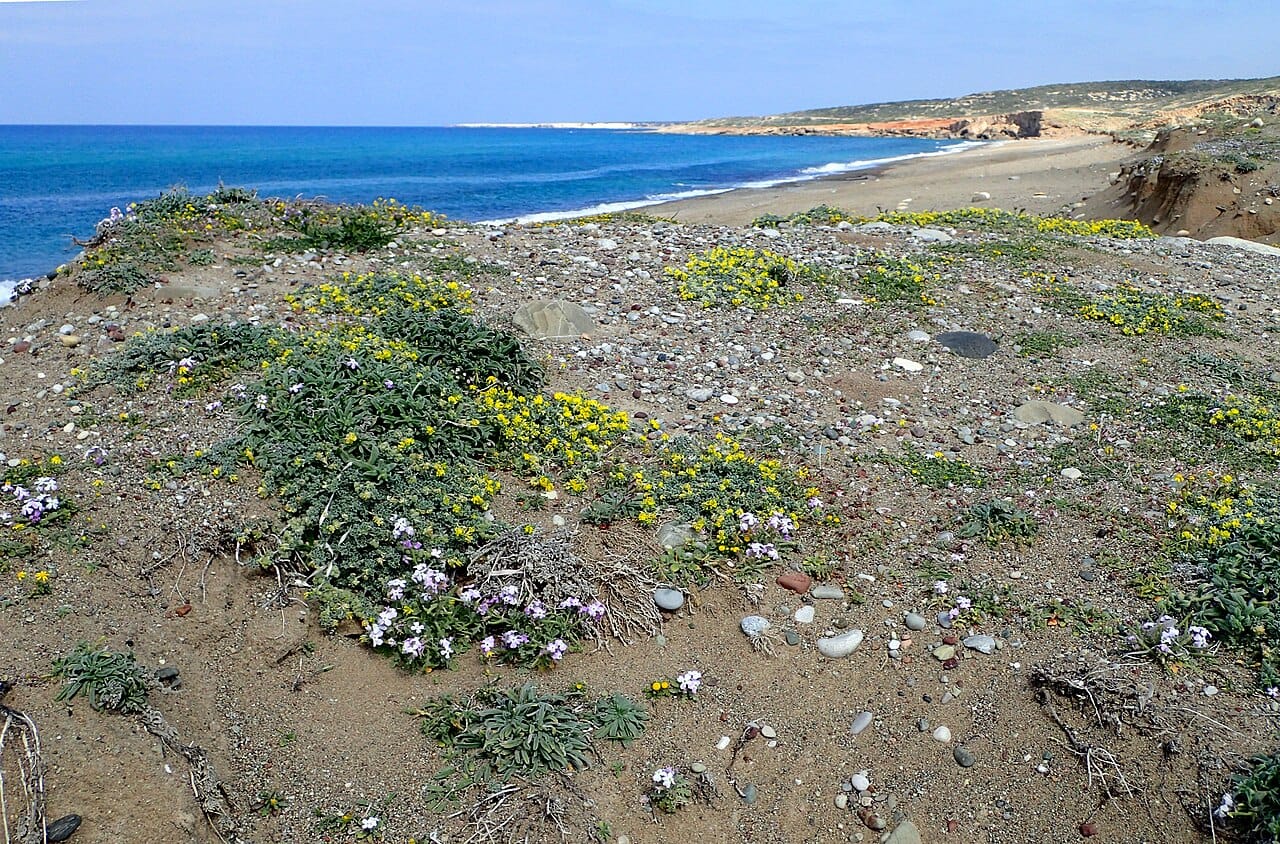 Lara Beach