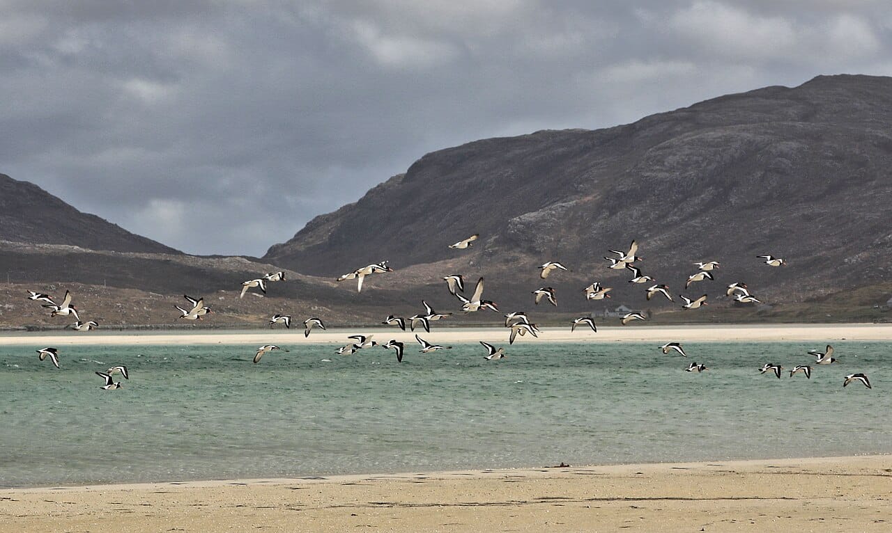 Luskentyre Sands