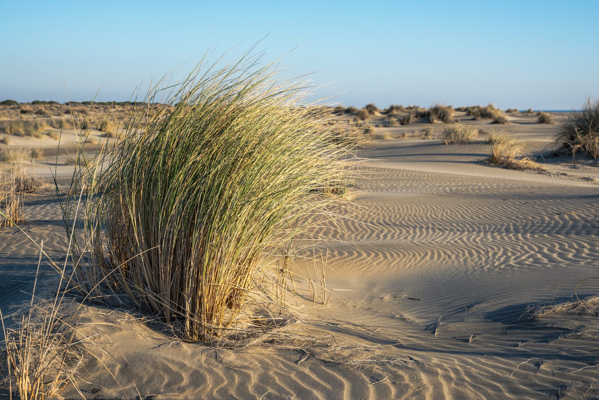 Espiguette Beach (Camargue) in Occitanie (Le Grau-du-Roi), France