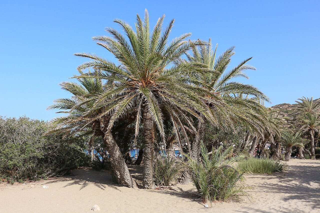 Vai Beach